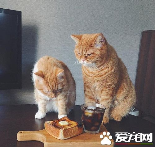 徘徊在吃与不吃的边缘