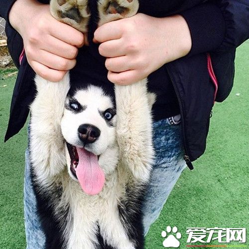 放开我！汪是无辜的！