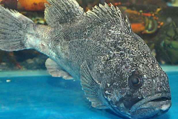 QQ截图20170313152736