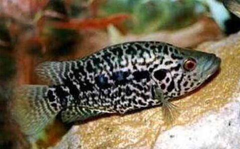 QQ截图20170313153623