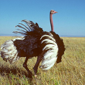 鸵鸟图片
