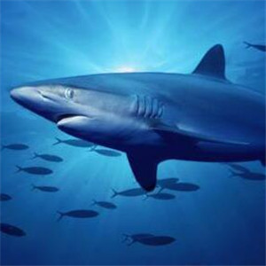 鲨鱼图片