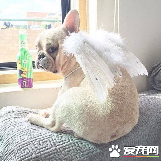 我是可爱的小天使，你知道吗？