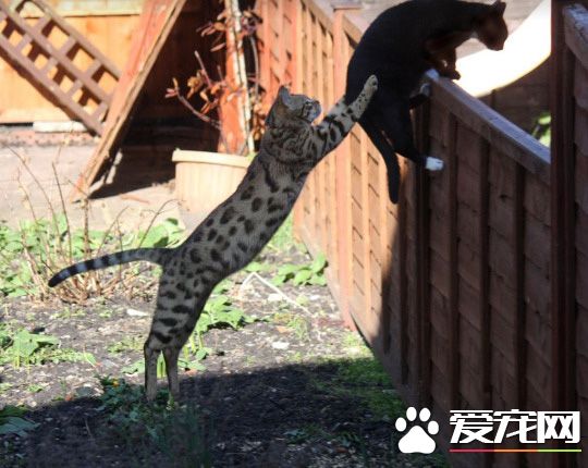 逃出去以后记住要好好做猫