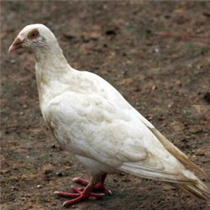 鸽子图片