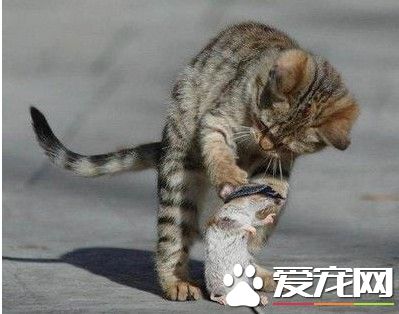 小子这次你还不栽在我手里