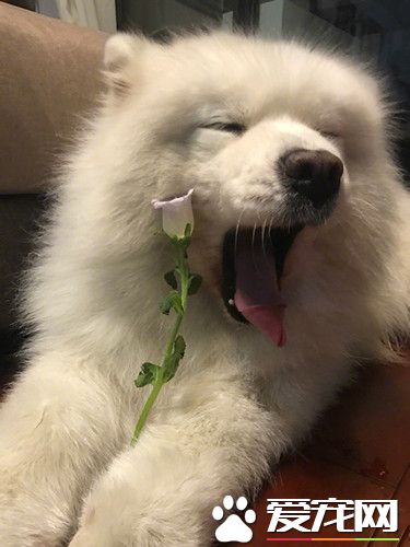 哇哦，终于有人送我花花了