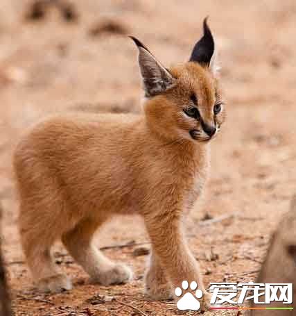 地球上最接近精灵的物种——山猫