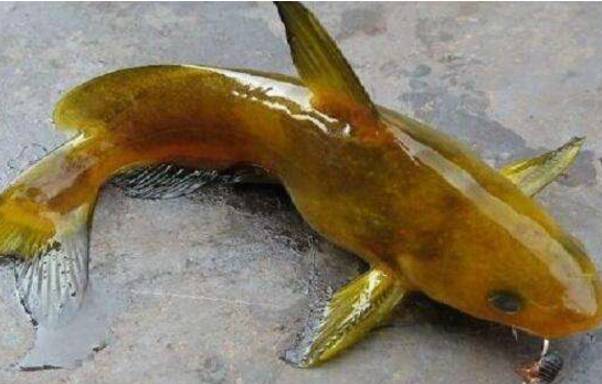 黄颡鱼