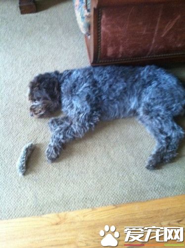 蠢狗以为自己的尾巴掉了,悲伤了一下午