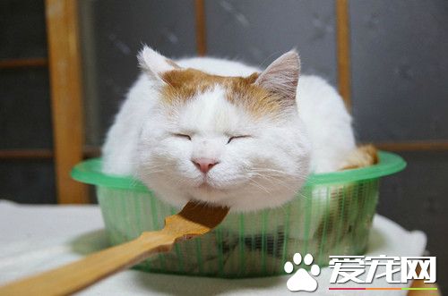 这个痒痒挠不错，朕很喜欢