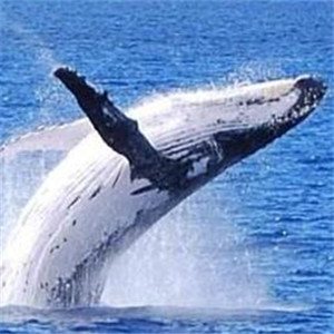 鲸鱼图片
