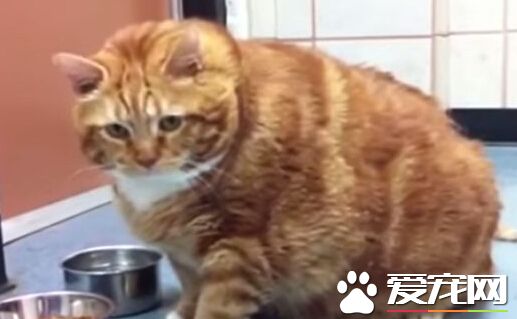18公斤大肥猫甩肉成功 成兽医诊所活招牌