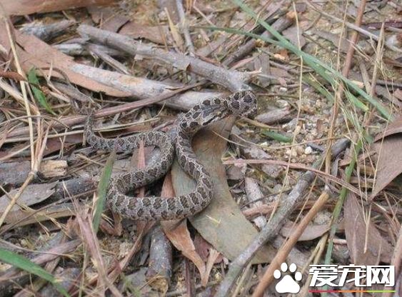 几百条放生蛇遭四川村民捕杀 放生变杀生