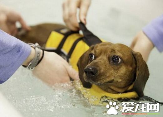 纽约开设小狗健身房 吸引不少爱狗的主人