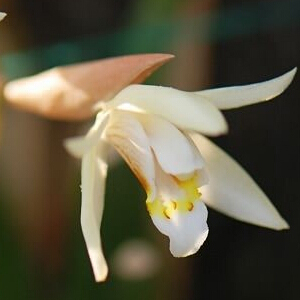 栗鳞贝母兰图片