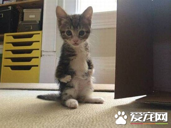 真把我牛逼坏了，赶紧叉会腰