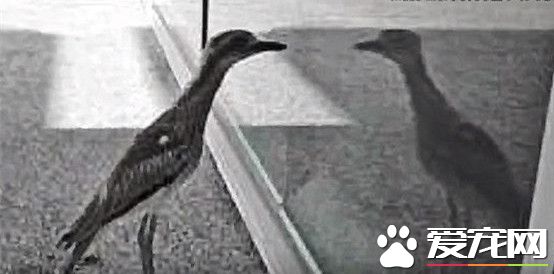 澳洲自恋鸟照镜子8小时 照片爆红网络