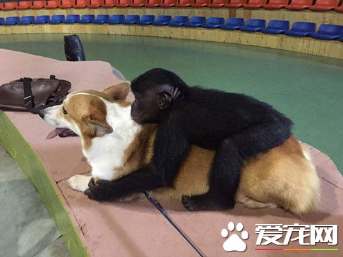 大圣，快收了神通吧！我不敢再作恶啦