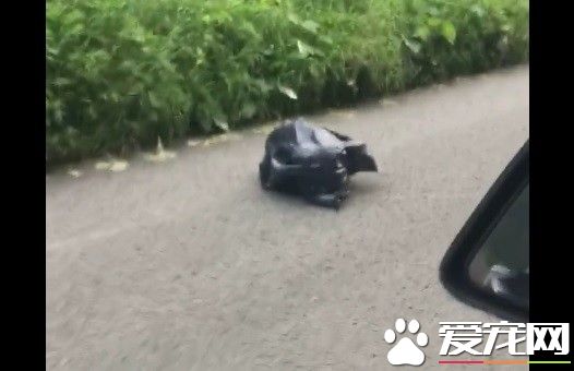 小狗被当垃圾丢弃 幸遇好心人重获新生