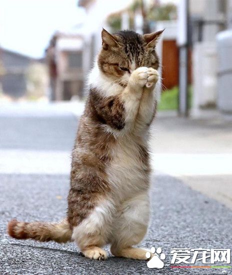 求求老天爷，给我来点小鱼干吧