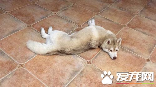 这是一只练过瑜伽的狗狗