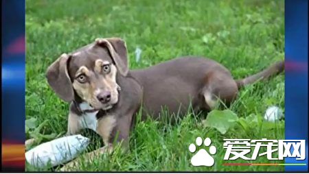 美3岁女娃被遗弃沟渠 一只狗狗奇迹救了她