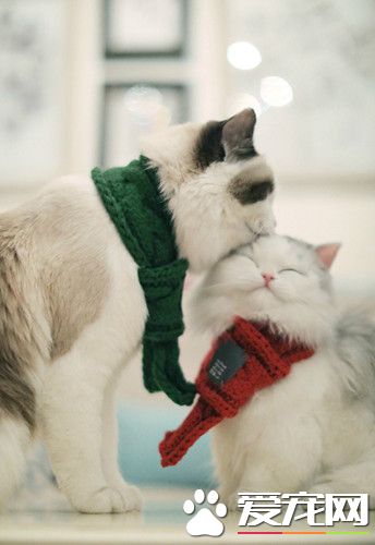 额头上的亲吻，暖心而又美好