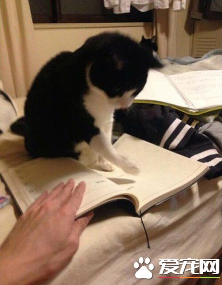 别翻页，朕还没看完呢