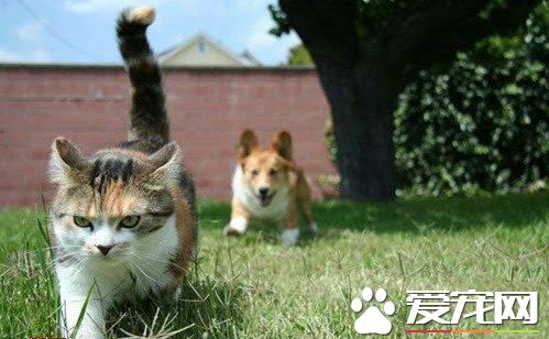 猫咪报仇，十年不晚