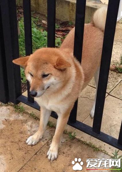 尼玛，忽略了大肚子的尺寸，卡住了