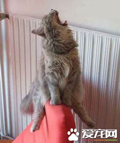 啊！~蛋好疼啊！