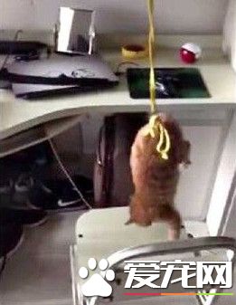 小猫被倒吊撞铁椅 只因他不乖