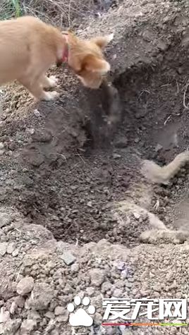 狗狗被车撞死 同伴鼻子推土为它埋葬