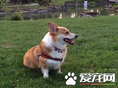 没钱给狗安乐死 饲主竟用铁钉刺入狗狗脑中