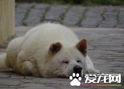 主人过世 忠犬每天走原路等他回來