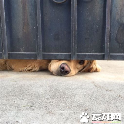为了讨摸摸 黄金猎犬每天塞门缝等放学