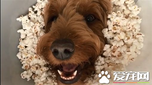 狗狗受伤戴头套 暖主人心疼把它变成这样