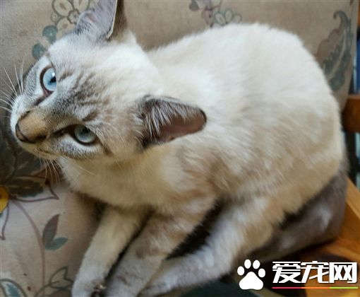 猫咪拍醒爷爷脱离火场 却不幸自丧命