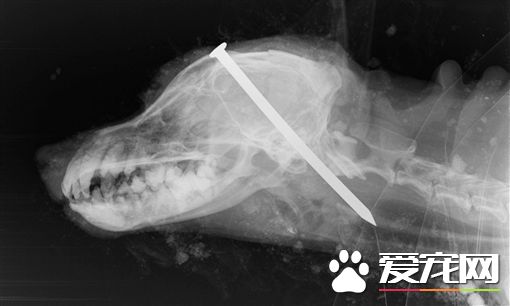 没钱给狗安乐死 饲主竟用铁钉刺入狗狗脑中