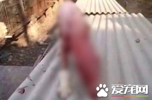 只因不想养了 男子竟将狗活活剥皮