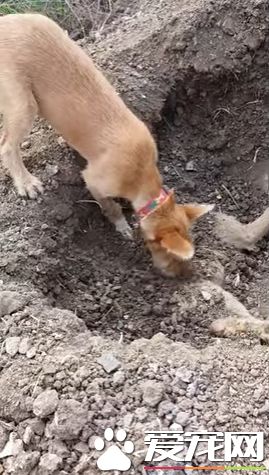 狗狗被车撞死 同伴鼻子推土为它埋葬