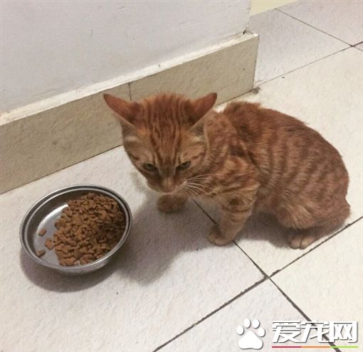 小猫被倒吊撞铁椅 只因他不乖