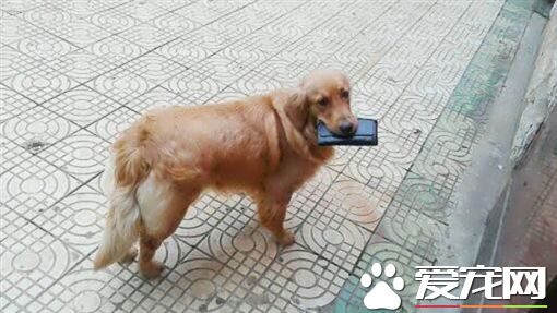 人妻吵架后泪奔出门 爱狗叼老公钱包追来