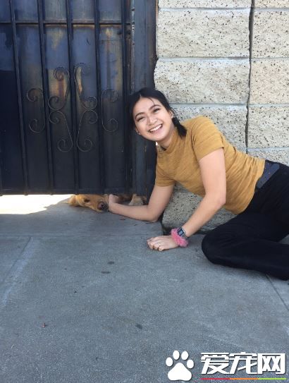 为了讨摸摸 黄金猎犬每天塞门缝等放学