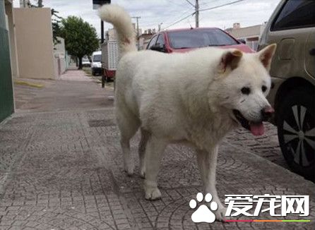 主人过世 忠犬每天走原路等他回來