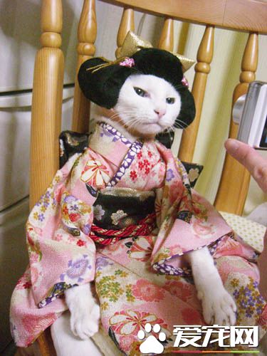 美艳绝伦的喵星人