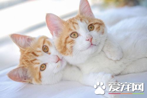 勾肩搭背的好伙伴