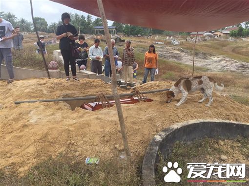 忠犬追送葬车队3公里 死守棺木陪伴已逝主人