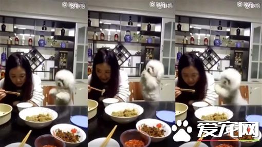 比熊犬卖萌没人理 怒推主人肩膀洩愤